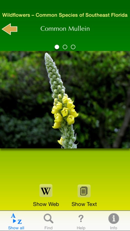 Wildflowers - Common Species of South Florida