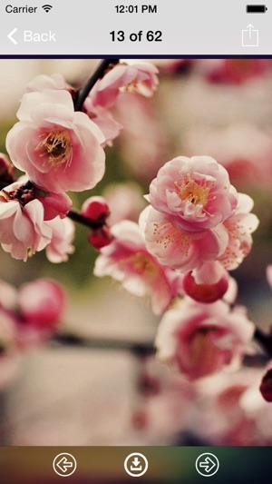 Sakura Wallpaper: Best HD Wallpapers(圖3)-速報App