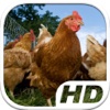 Chicken Simulator HD Animal Life