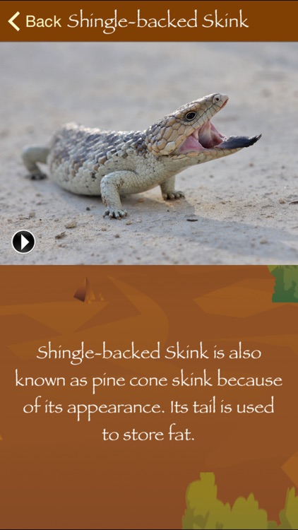 Australian Wildlife screenshot-4