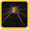 3D Spider Catch - Challange Your Speed Skills