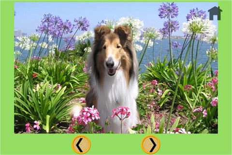 Dog bowling for kids - without ads screenshot 3