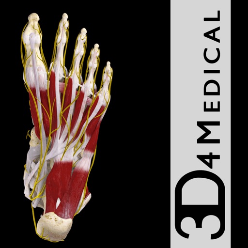 Ankle and Foot Pro III