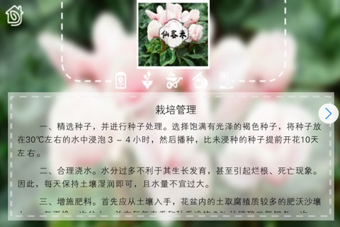Handbook For Domestic Horticulture--Ornamental Flowers and Plants screenshot 4