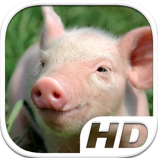 Pig Simulator HD Animal Life icon
