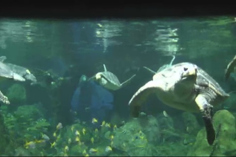 Real Underwater Live Streaming Cams screenshot 4