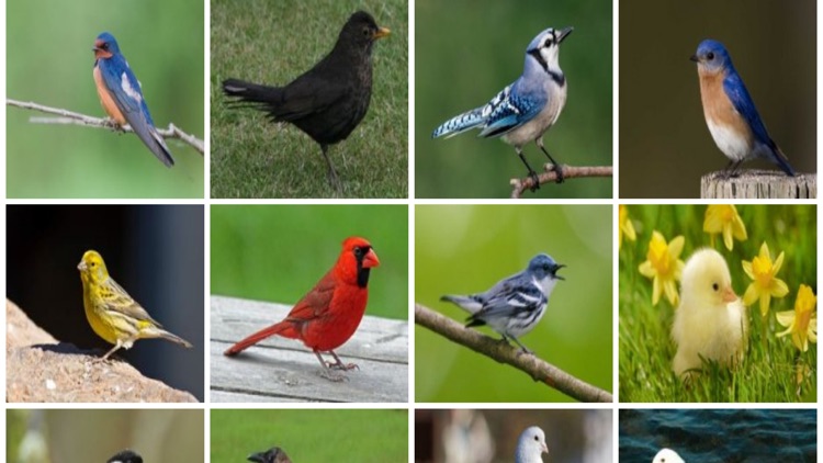 Bird Center Kids Learn Birds By Chandan Kesarwani