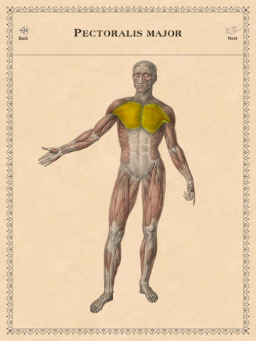 Classic Anatomy screenshot