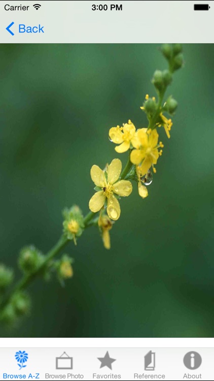 iPlant with Brigitte Mars: A Wild Plant Reference Guide screenshot-3