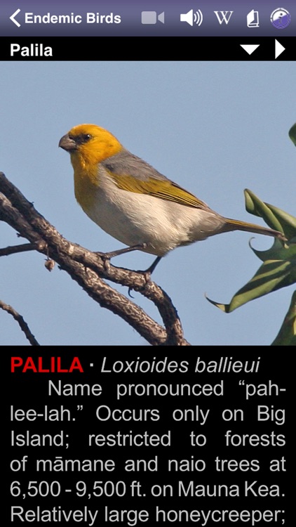 Bird ID Hawaii for iPhone