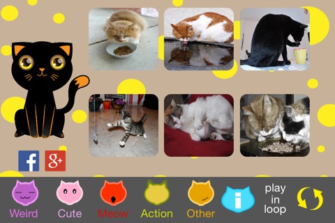 The Best Funny Kittens+ screenshot 3