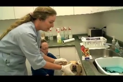 Dog Health screenshot 3