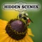 Hidden Scenes is a game similar to a jigsaw puzzle where you swap and flip the pieces to reveal the hidden scene