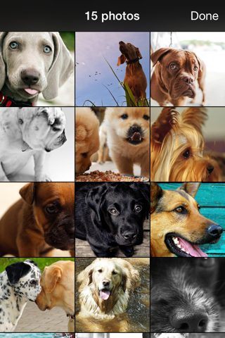 99 Wallpaper.s - Beautiful Backgrounds and Pictures of Dogs and Puppies screenshot 2