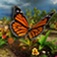 Butterfly Rush Butterfly Rush