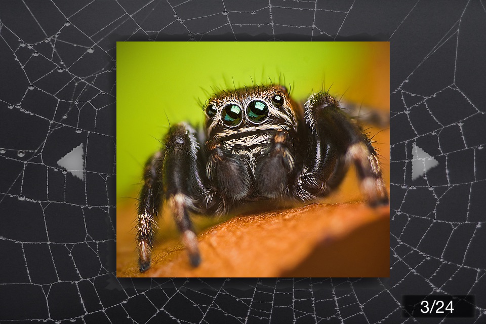 The Best Spiders screenshot 2
