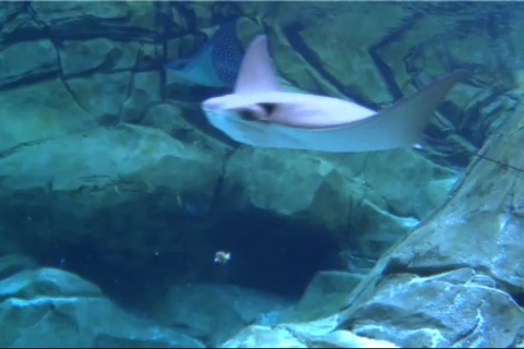 Real Underwater Live Streaming Cams screenshot 3