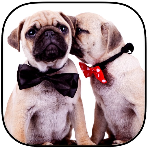 A Cute Dogs Slide Puzzle Pro - Silly Shih Tzu, Terriers and Bulldogs Posing For The Camera icon