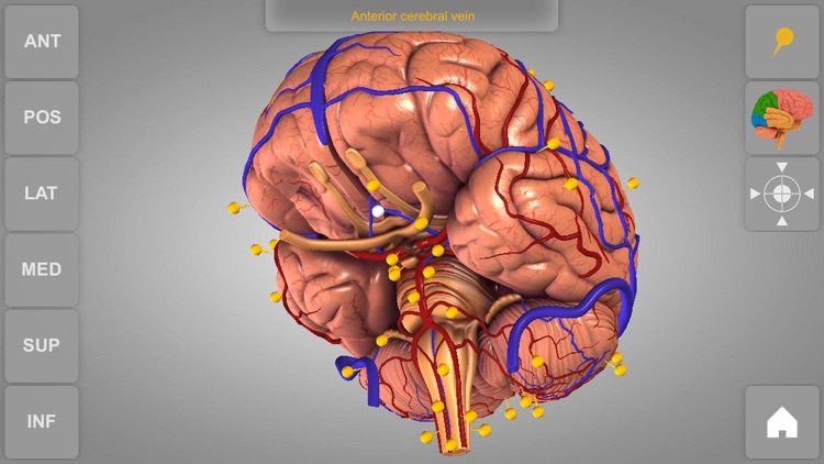 Brain - 3D Atlas of Anatomy