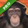 Play with Wildlife Safari Animals Jigsaw Game photo for toddlers and preschoolers