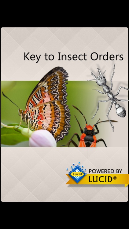 Key to Insect Orders