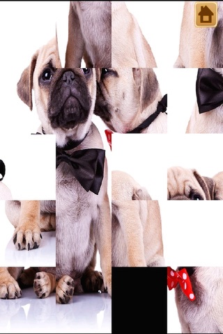A Cute Dogs Slide Puzzle Pro - Silly Shih Tzu, Terriers and Bulldogs Posing For The Camera screenshot 4