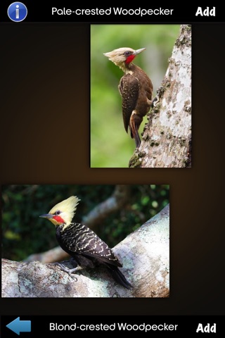 Woodpeckers Info screenshot 3