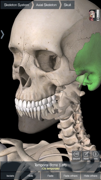Essential Skeleton 4