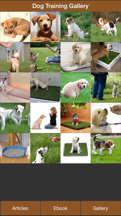 Dog Potty Training Guide - How To Potty Train Your Dog More Effectively