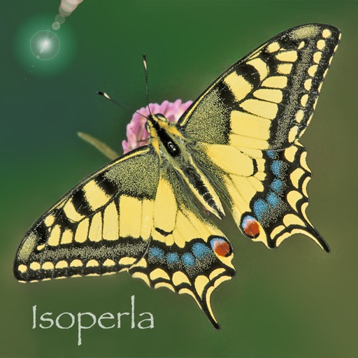 Butterfly Id - The British Identification Guide to Butterflies