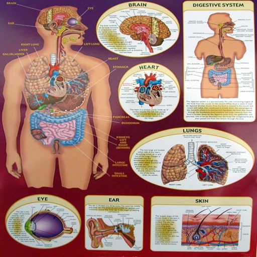 Human Biology Quiz Icon