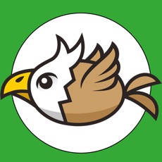 Activities of Cannon vs Birds