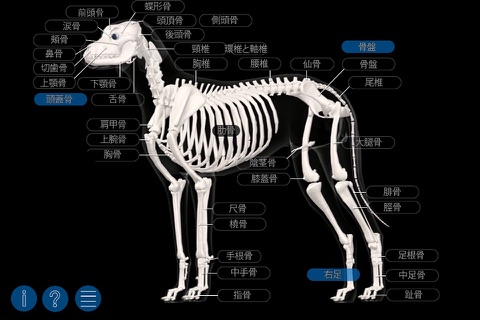 イヌの解剖学 - Dog Anatomy 3d screenshot 2