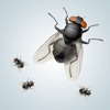 Annoying Fly App