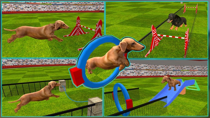 Dog Show Simulator 3D Train puppies  perform amazing stunts