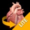 Heart 3D Atlas of Anatomy allows you to rotate a highly realistic 3D heart model as it was in your hands