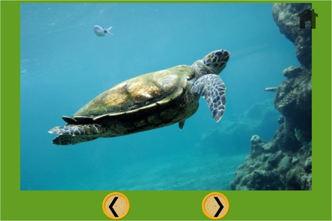 turtles and darts games for kids - no ads screenshot 4