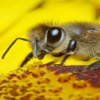 Beekeeping For Beginners