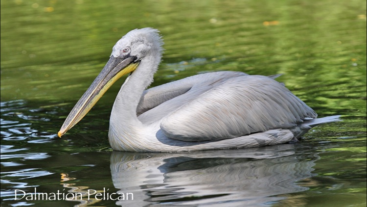 Wetland Wings screenshot-3