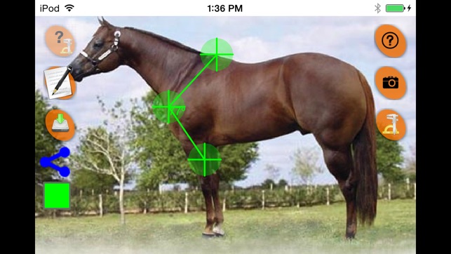 Horse Conformation(圖2)-速報App