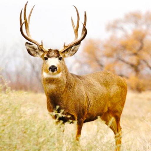 Deer Hunting Crossing Pro iOS App