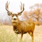 Deer Hunting Crossing Pro