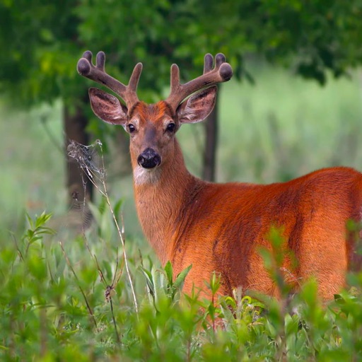 Whitetail Deer Hunting Pro Shooter