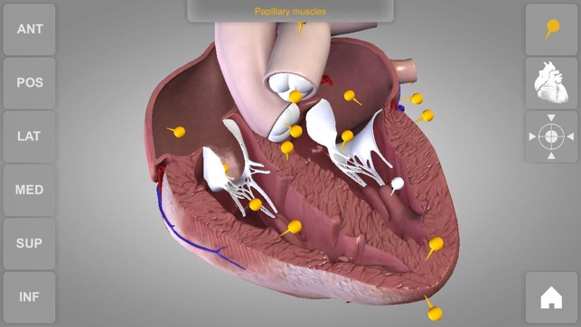 Heart - 3D Atlas of Anatomy Lite(圖3)-速報App