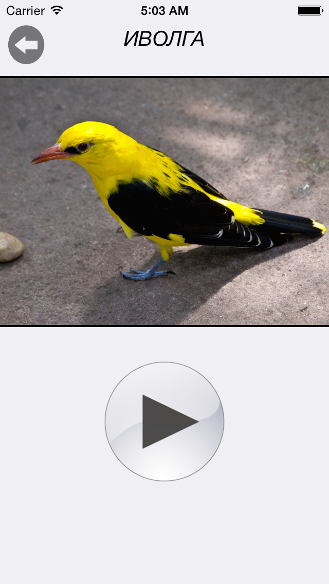 Птицы России - золотые голоса родной природы free version