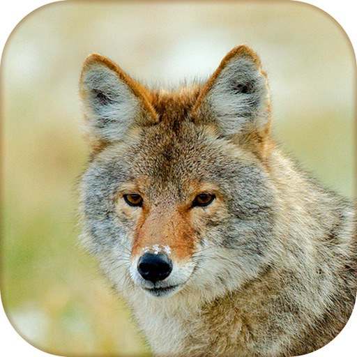 Coyote Hunting Calls - Fox Sounds Icon