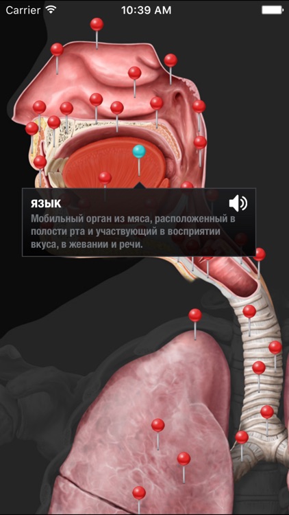 Виртуальное человеческое тело