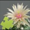 Plants Puzzle Deluxe - is a great way to have fun while you are learning new things, with great photos and  detailed info