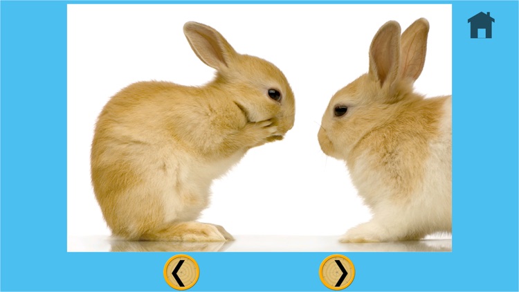 verry funny rabbits for kids - free