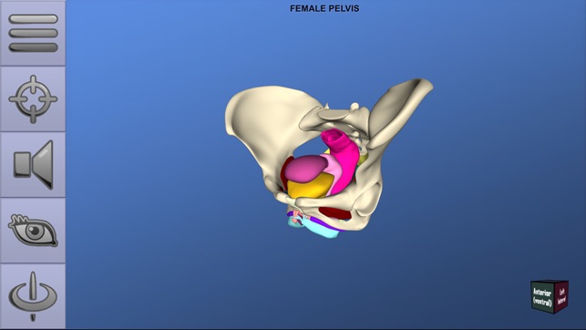 Understanding Female Pelvic Anatomy in 3